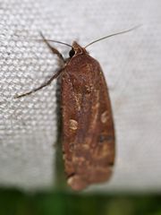 Noctua pronuba